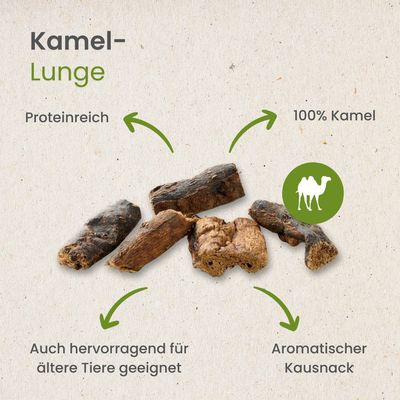 Kauartikel.com Kamel-Lunge