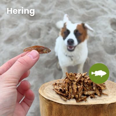 Kauartikel.com Hering