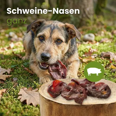 Kauartikel.com Schweine-Nasen, ganz