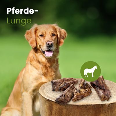 Kauartikel.com Pferde-Lunge