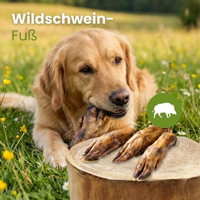 Kauartikel.com Wildschwein-Fuß