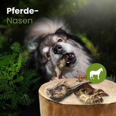 Kauartikel.com Pferde-Nasen