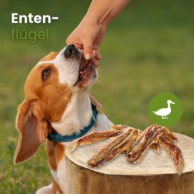 Kauartikel.com Enten-Flügel