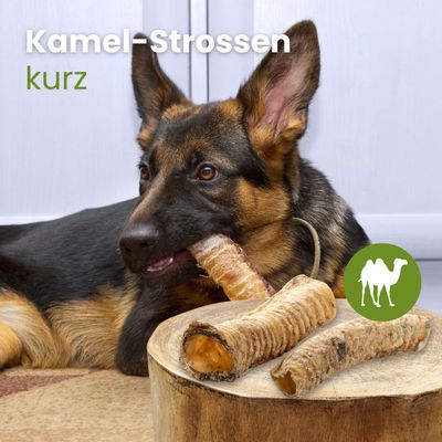 Kauartikel.com Kamel-Strossen, kurz
