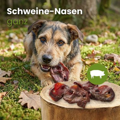 Kauartikel.com Schweine-Nasen, ganz