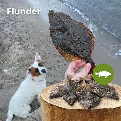Kauartikel.com Flunder