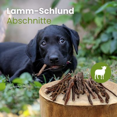 Kauartikel.com Lamm-Schlund, Abschnitte