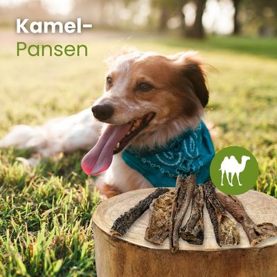 Kauartikel.com Kamel-Pansen