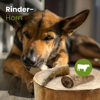Kauartikel Rinder-Horn Kauartikel Rinder-Horn