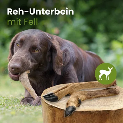 Kauartikel.com Reh-Unterbein mit Fell