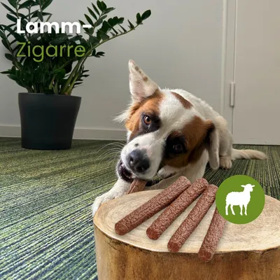 Kauartikel.com Lamm-Zigarre