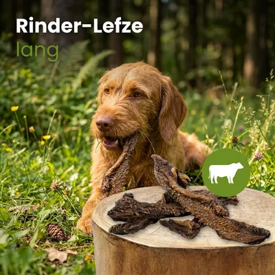 Kauartikel.com Rinder-Lefze, lang Kauartikel.com Rinder-Lefze, lang