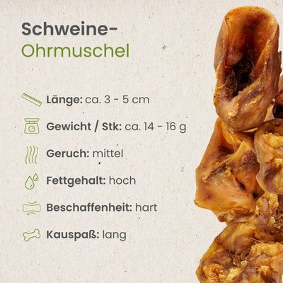 Kauartikel.com Schweine-Ohrmuschel