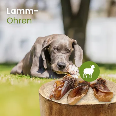 Kauartikel.com Lamm-Ohren