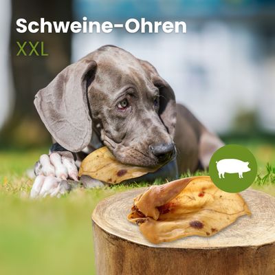 Kauartikel.com Schweine-Ohren XXL