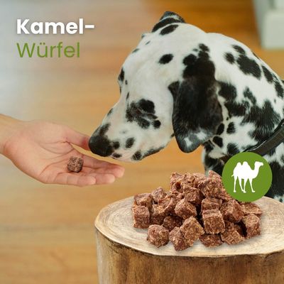 Kauartikel.com Kamel-Würfel