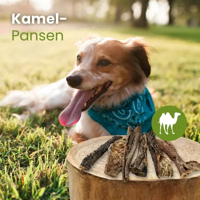 Kauartikel.com Kamel-Pansen