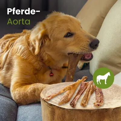 Kauartikel.com Pferde-Aorta, kurz Kauartikel.com Pferde-Aorta, kurz