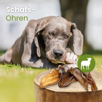 Kauartikel.com Schafs-Ohren