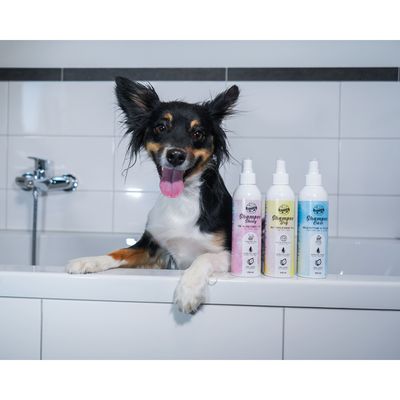 Bellfor shampooing pour chiens Dry pour pelage sec