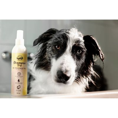Bellfor Hundeshampoo Dry bei trockenem Fell