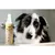 Bellfor Hundeshampoo Dry bei trockenem Fell Bellfor Hundeshampoo Dry bei trockenem Fell