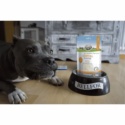 Bellfor Dental Pulver für Hunde
