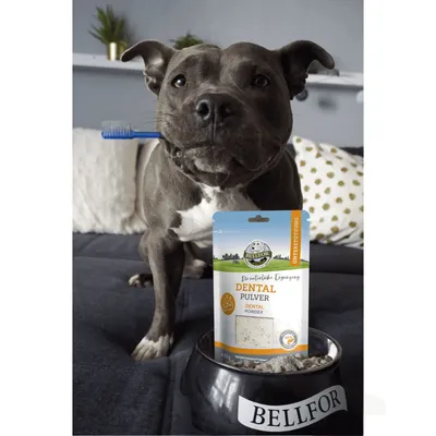 Bellfor Dental Pulver für Hunde