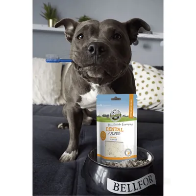 Bellfor Dental Pulver für Hunde