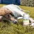 Bellfor Gelenke & Knochen mit Ovopet Bellfor Gelenke & Knochen mit Ovopet