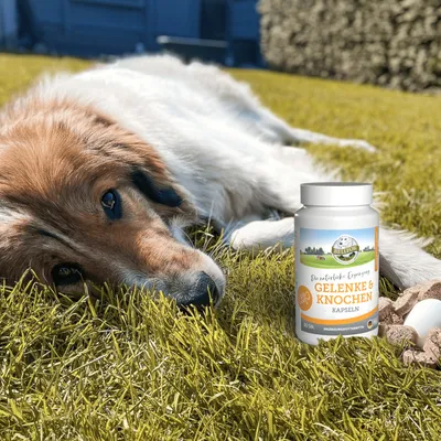 Bellfor Gelenke & Knochen mit Ovopet Bellfor Gelenke & Knochen mit Ovopet