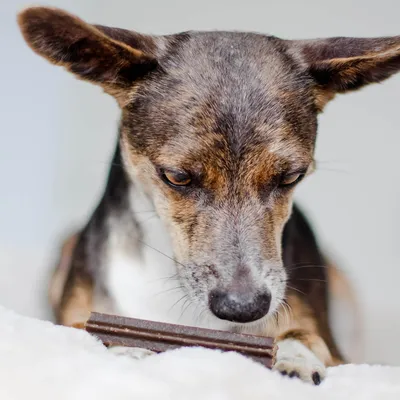 Bellfor Dental Sticks pour chien