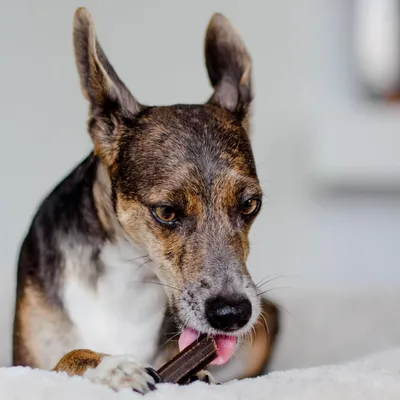 Bellfor Dental Sticks für Hunde