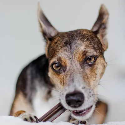 Bellfor Dental Sticks für Hunde