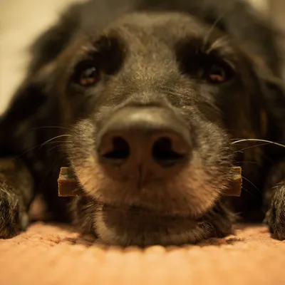 Bellfor Dental Sticks pour chien