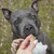 Bellfor Complete-Snack ZEComplete für Hunde