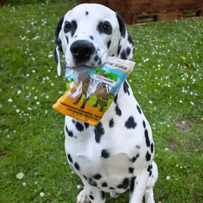 Bellfor Complete-Snack ZEComplete für Hunde
