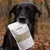 Marsapet Shiimun Skin Pulver für Hunde und Katzen mit Shiitake Marsapet Shiimun Skin Pulver für Hunde und Katzen mit Shiitake
