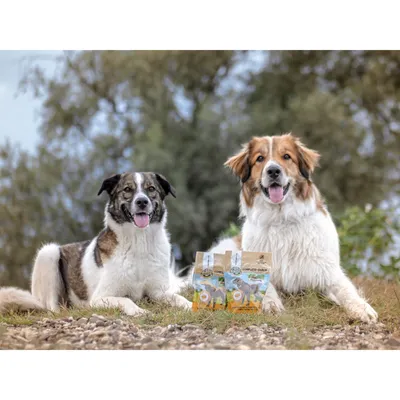 Bellfor Complete-Snack ZEComplete Set für Hunde