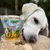 Bellfor Complete-Snack ZEComplete Set für Hunde