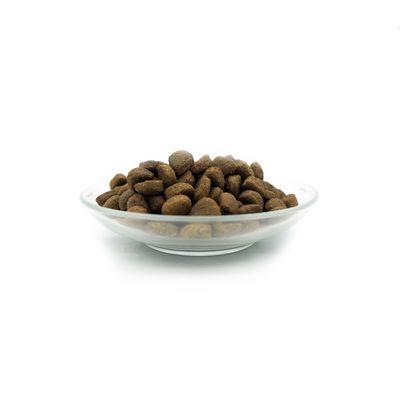 Bellfor set d'alimentation pour Petit Münsterländer