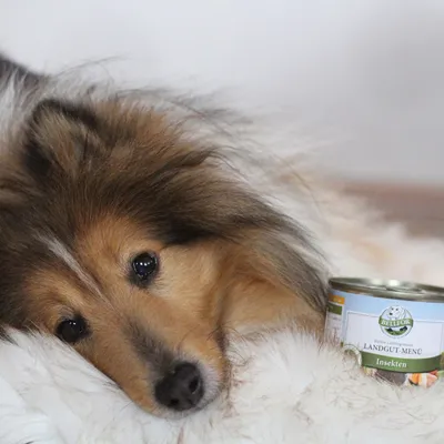 Bellfor Hundefutter Nass mit Insekten Landgut-Menü Bellfor Hundefutter Nass mit Insekten Landgut-Menü