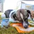 Bellfor Hundefutter Nass mit Insekten Landgut-Menü Bellfor Hundefutter Nass mit Insekten Landgut-Menü