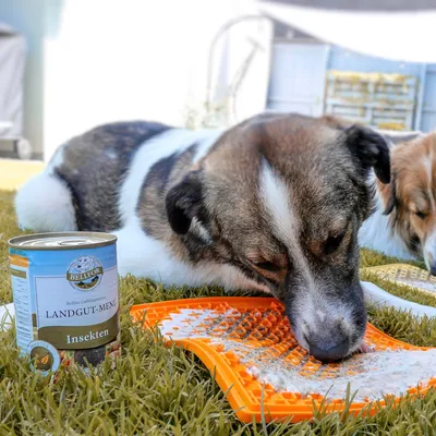 Bellfor Hundefutter Nass mit Insekten Landgut-Menü Bellfor Hundefutter Nass mit Insekten Landgut-Menü