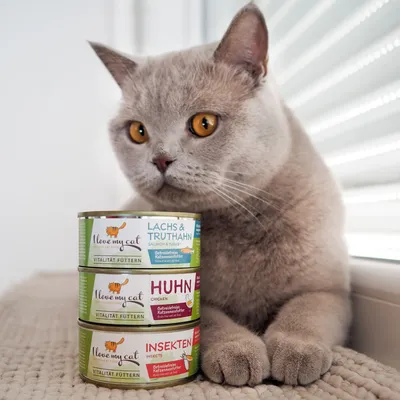 I love my cat Pâtée pour chat aux insectes I love my cat Pâtée pour chat aux insectes