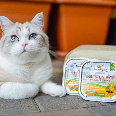 I love my cat Pâté aux insectes avec topping de potiron I love my cat Pâté aux insectes avec topping de potiron