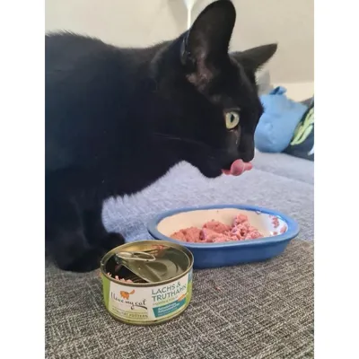 I love my cat Pâtée pour chat au saumon et à la dinde