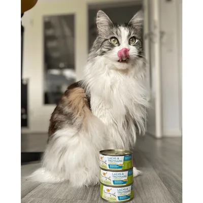 I love my cat Pâtée pour chat au saumon et à la dinde