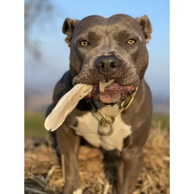 Bellfor Hundesnack Kaninchenohren Bellfor Hundesnack Kaninchenohren