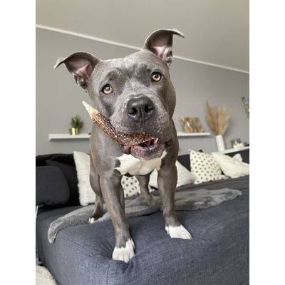 Bellfor Friandise pour Chien - Bois de Cerf XXL
